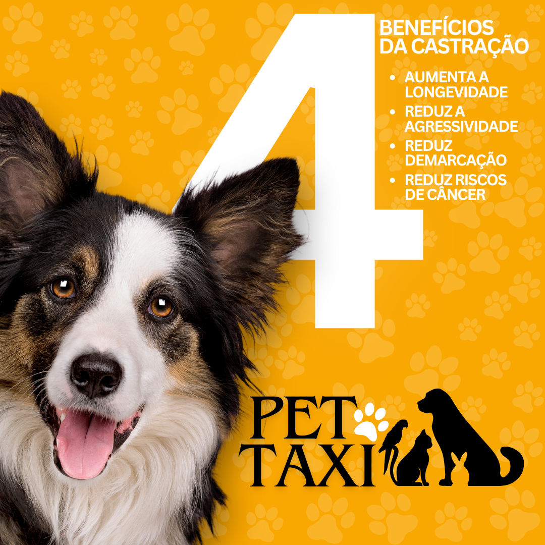 Pet Taxi e Castrações